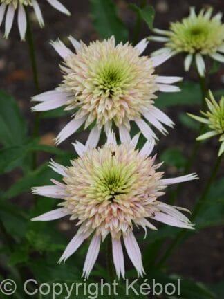 Echinacea Cherry Fluff - bag