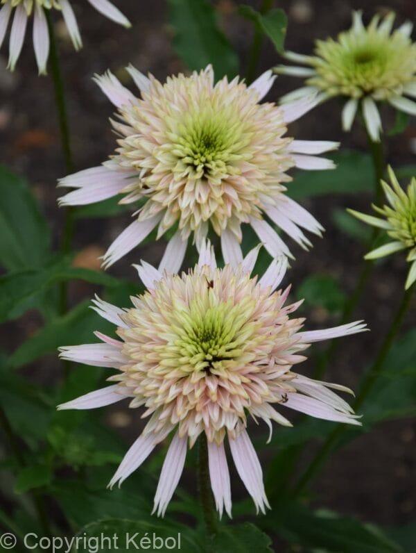 Echinacea Cherry Fluff