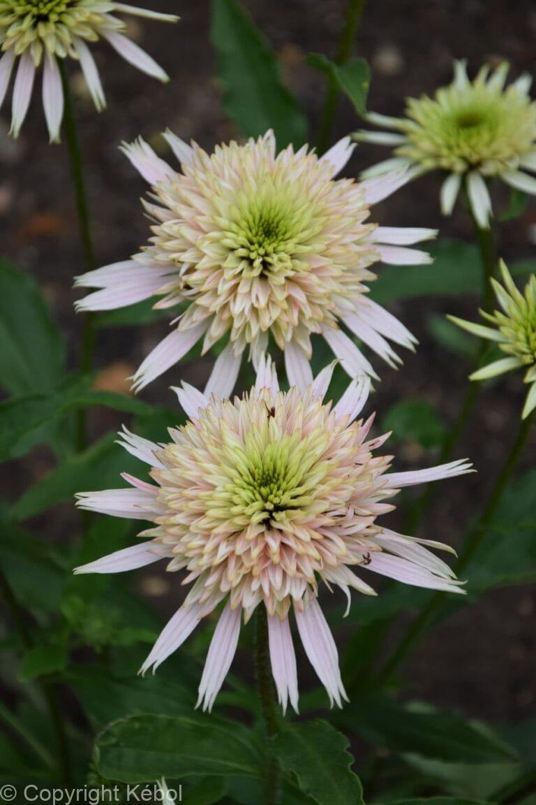 Echinacea Cherry Fluff