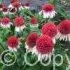 Echinacea Strawberry and Cream