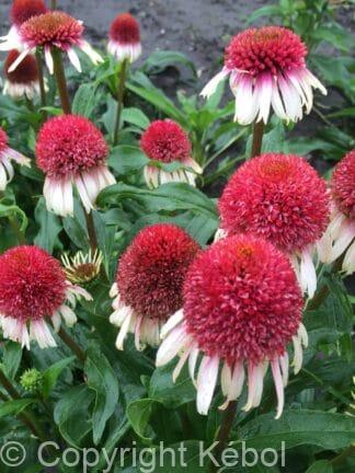 Echinacea Strawberry and Cream® - bag