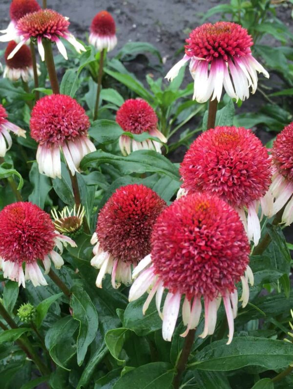 Echinacea Strawberry and Cream® - case