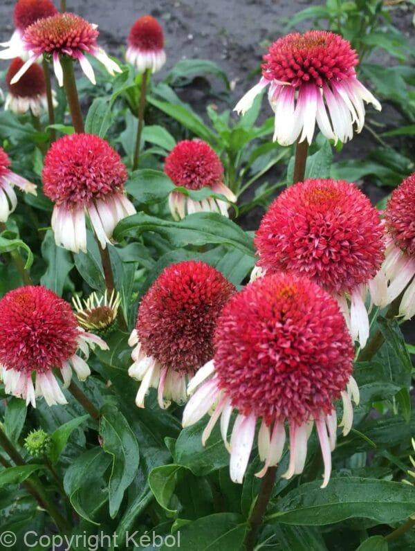 Echinacea Strawberry and Cream