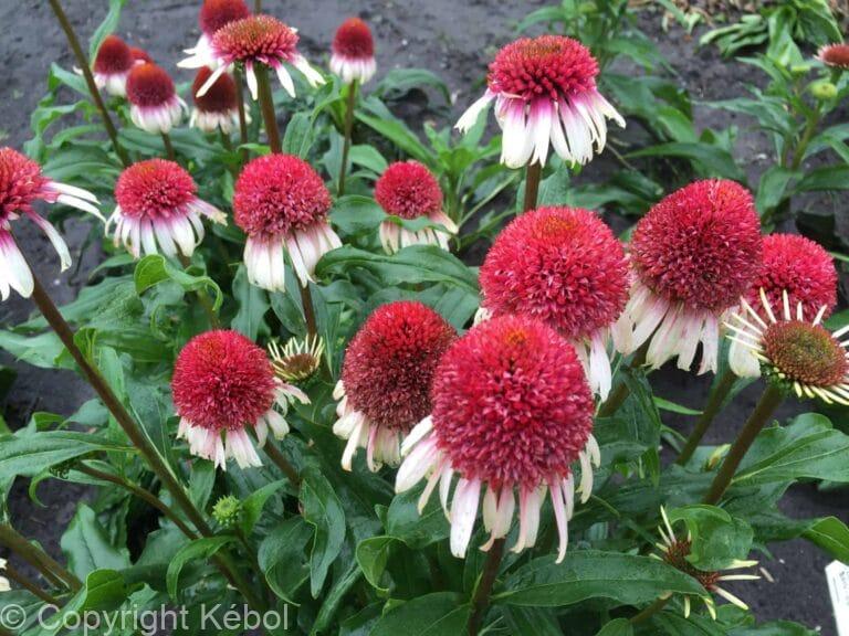 Echinacea Strawberry and Cream