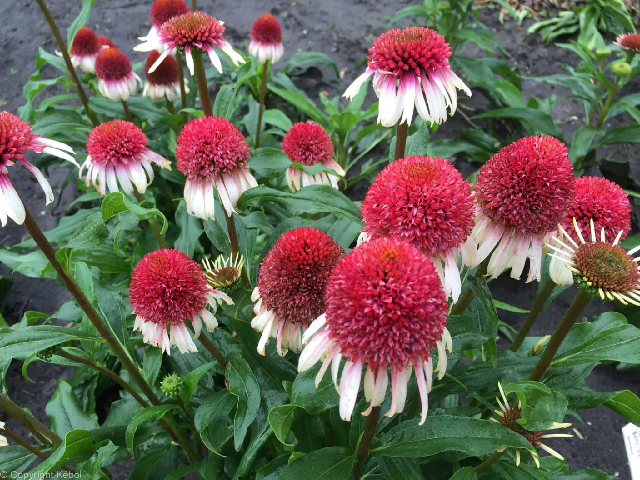 Echinacea Strawberry and Cream