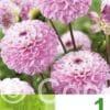 Dahlia Lilac