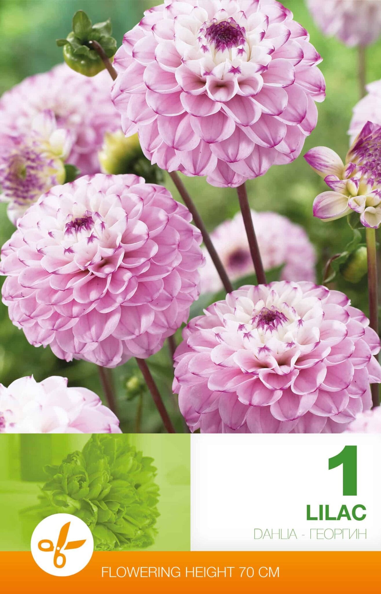Dahlia Lilac