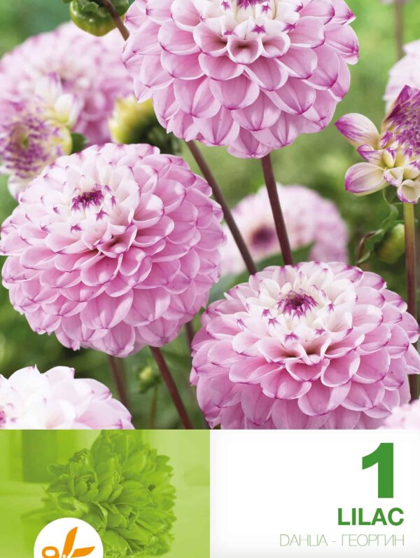 Dahlia Lilac