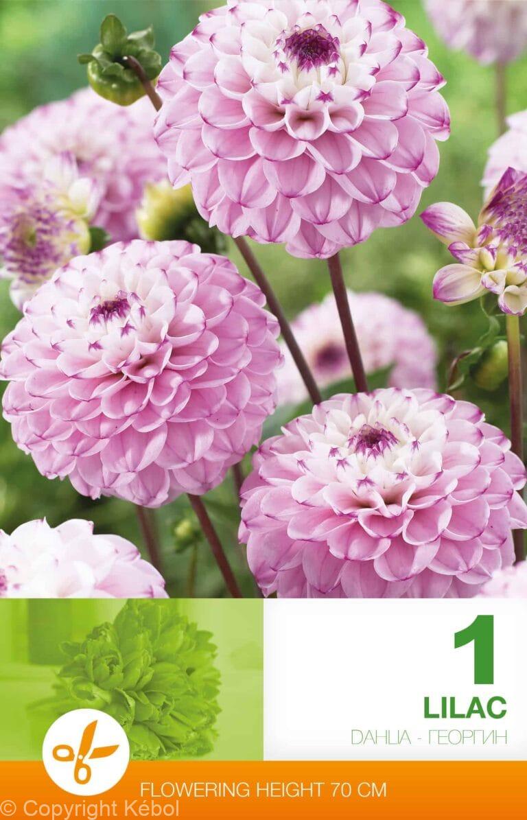 Dahlia Lilac