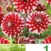 Dahlia Red & White