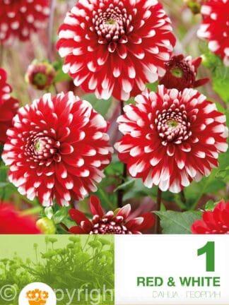 Dahlia Red & White