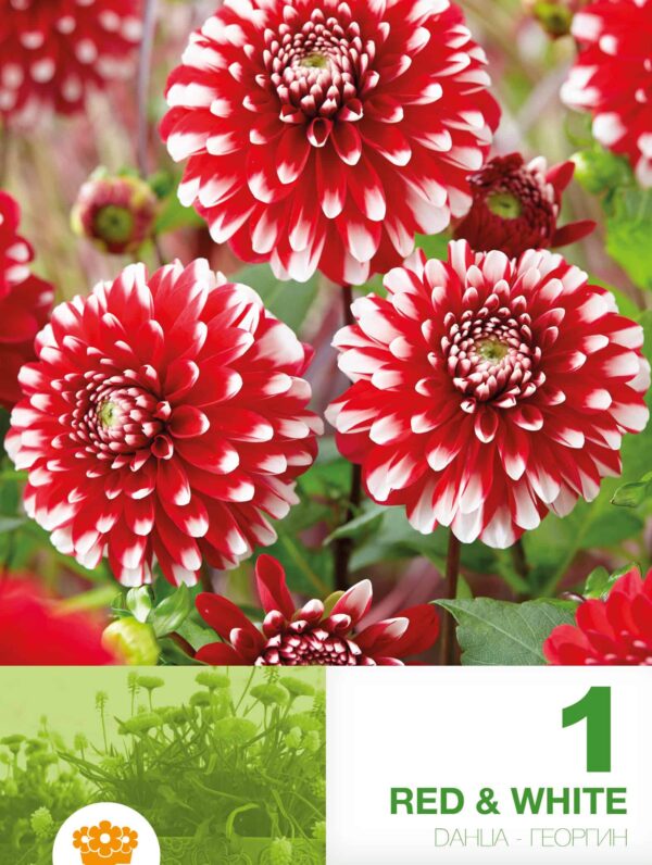 Dahlia Red & White