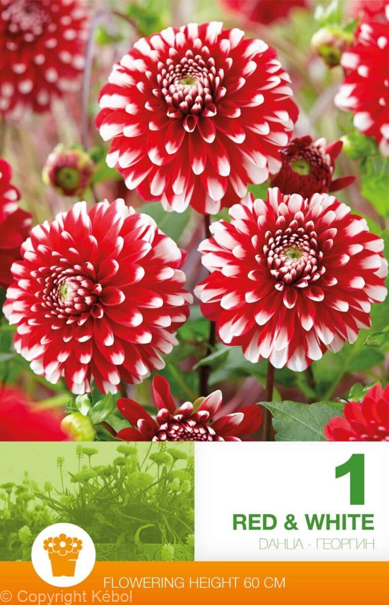 Dahlia Red & White