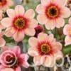 Dahlia Happy Single Salmon