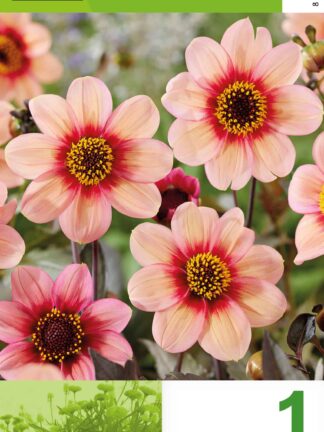 Dahlia Happy Single Salmon