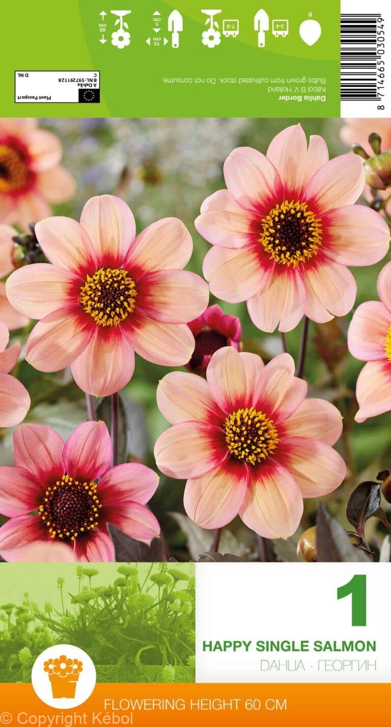 Dahlia Happy Single Salmon