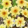 Dahlia Happy Single Yellow