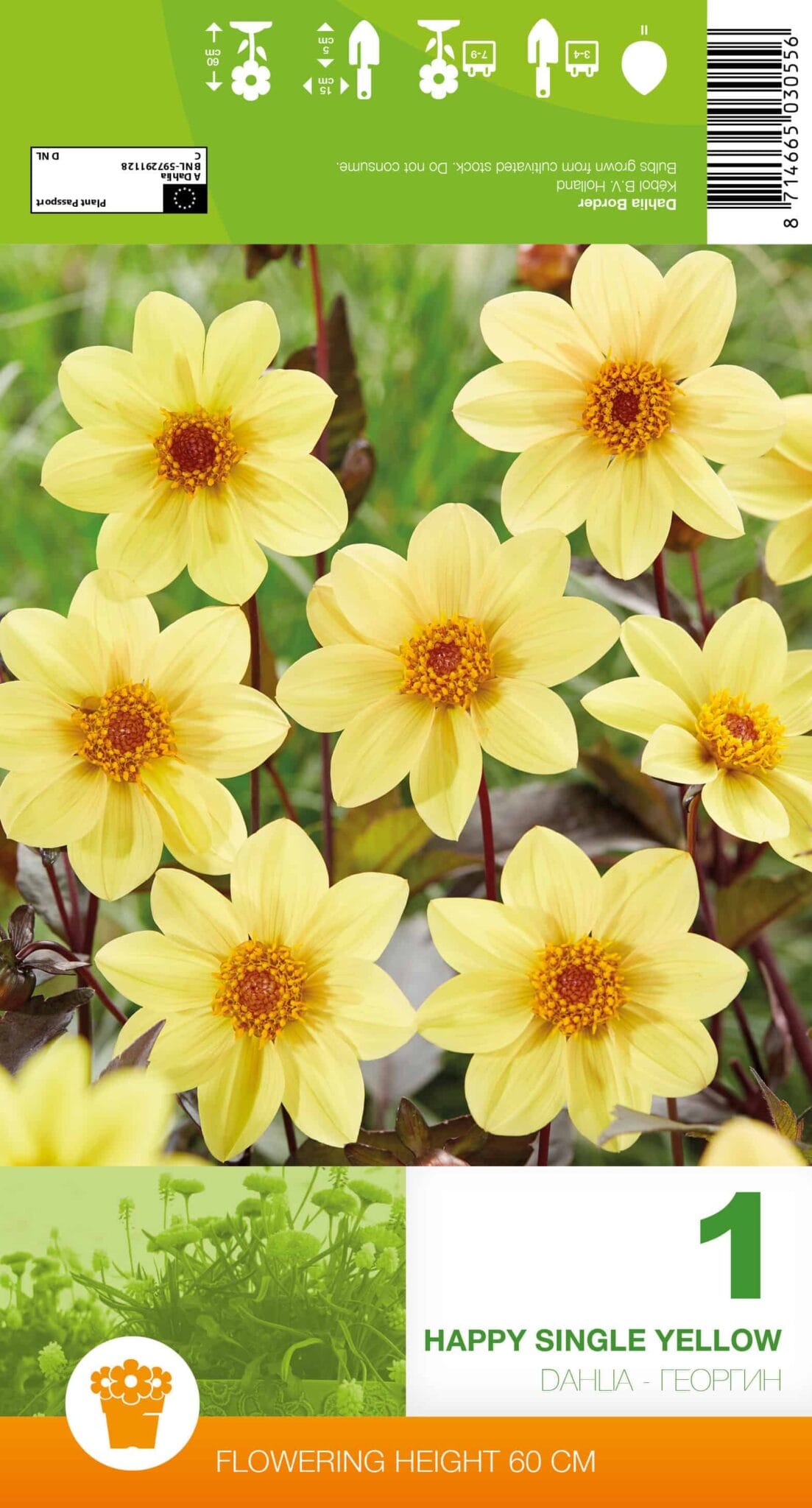 Dahlia Happy Single Yellow