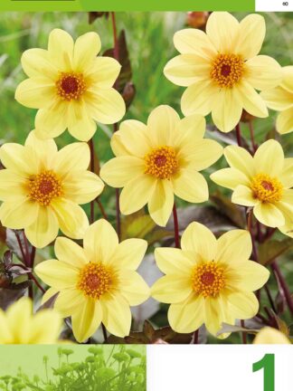 Dahlia Happy Single Yellow