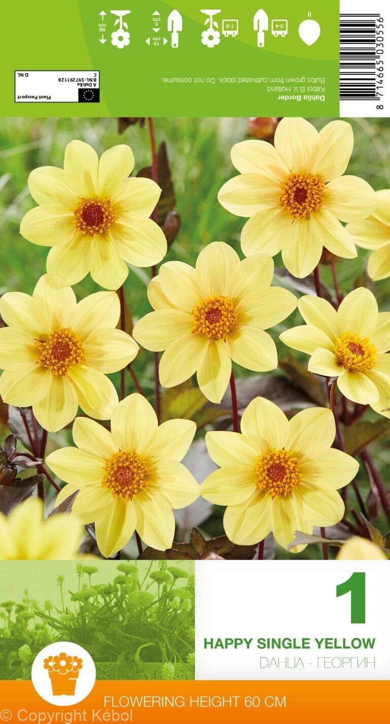 Dahlia Happy Single Yellow