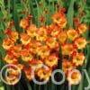 Gladiolus Red & Yellow