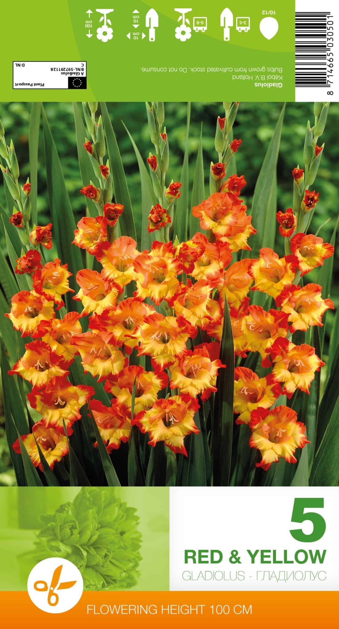 Gladiolus Red & Yellow