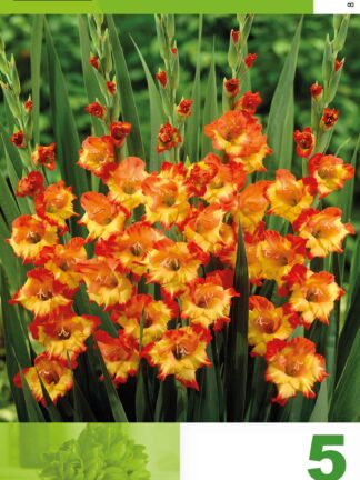 Gladiolus Red & Yellow