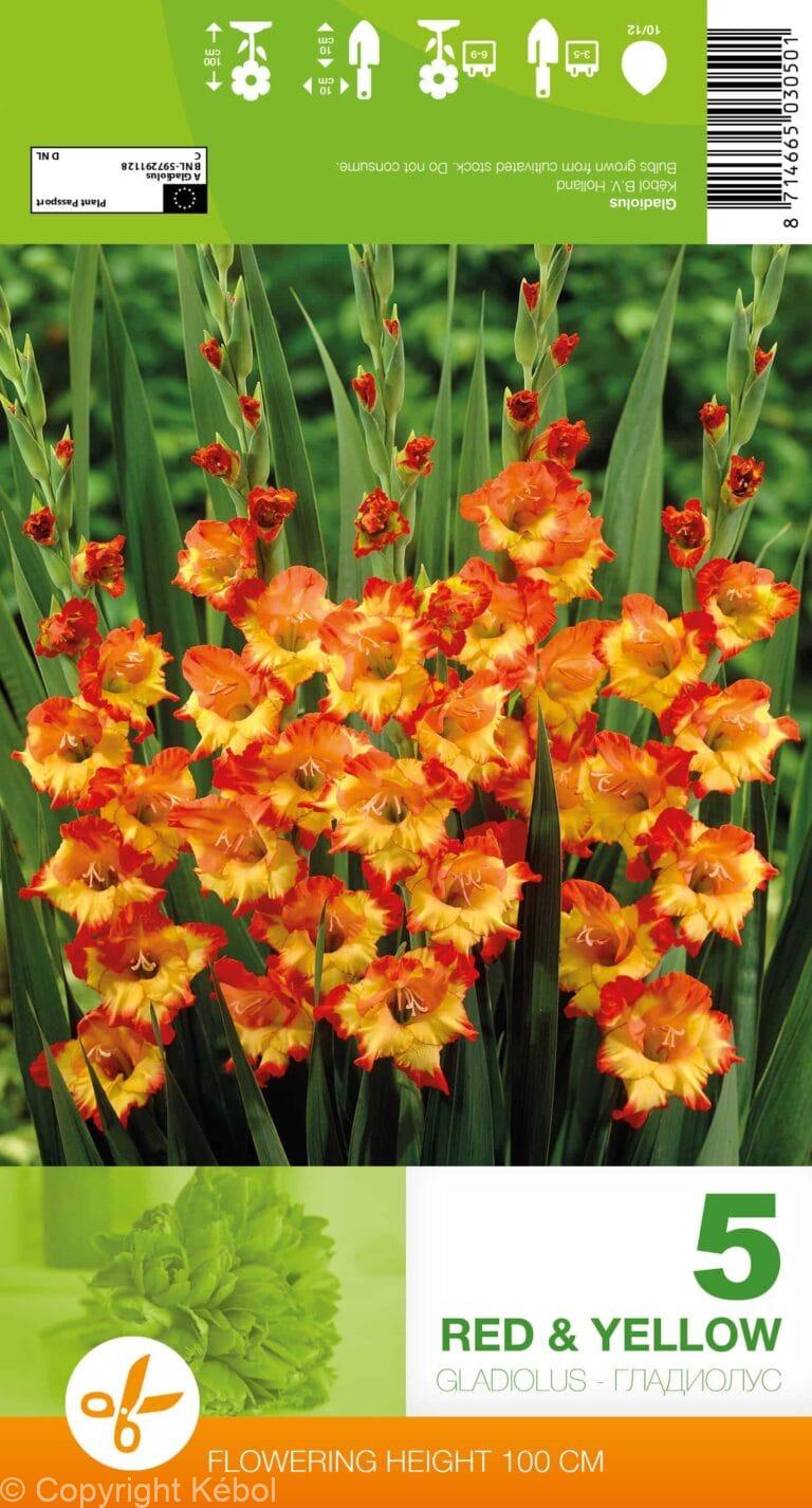 Gladiolus Red & Yellow
