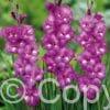 Gladiolus Violet