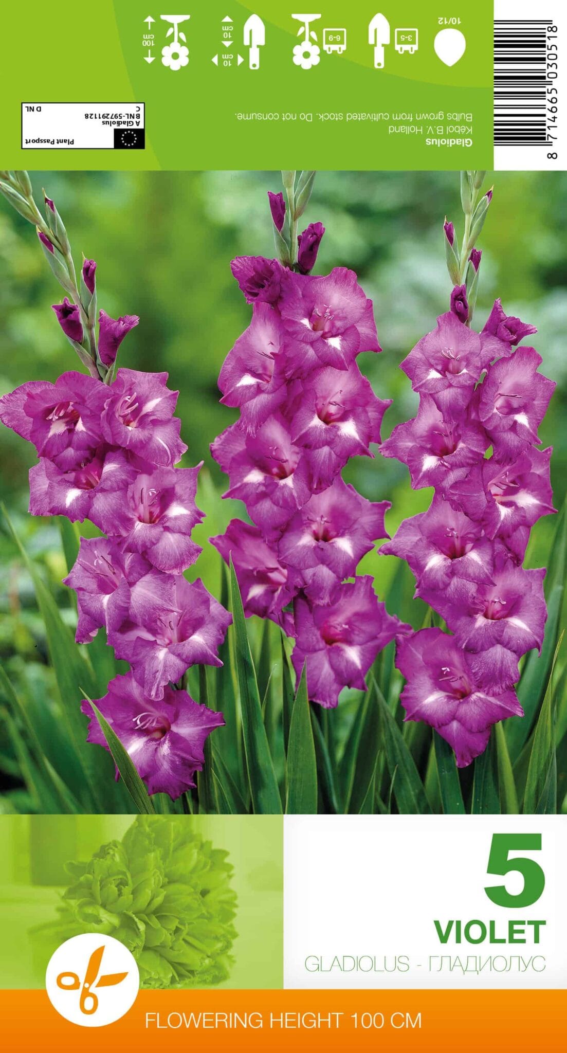 Gladiolus Violet