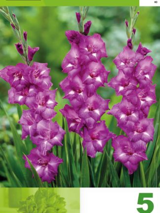 Gladiolus Violet