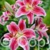 Lilium Red & White
