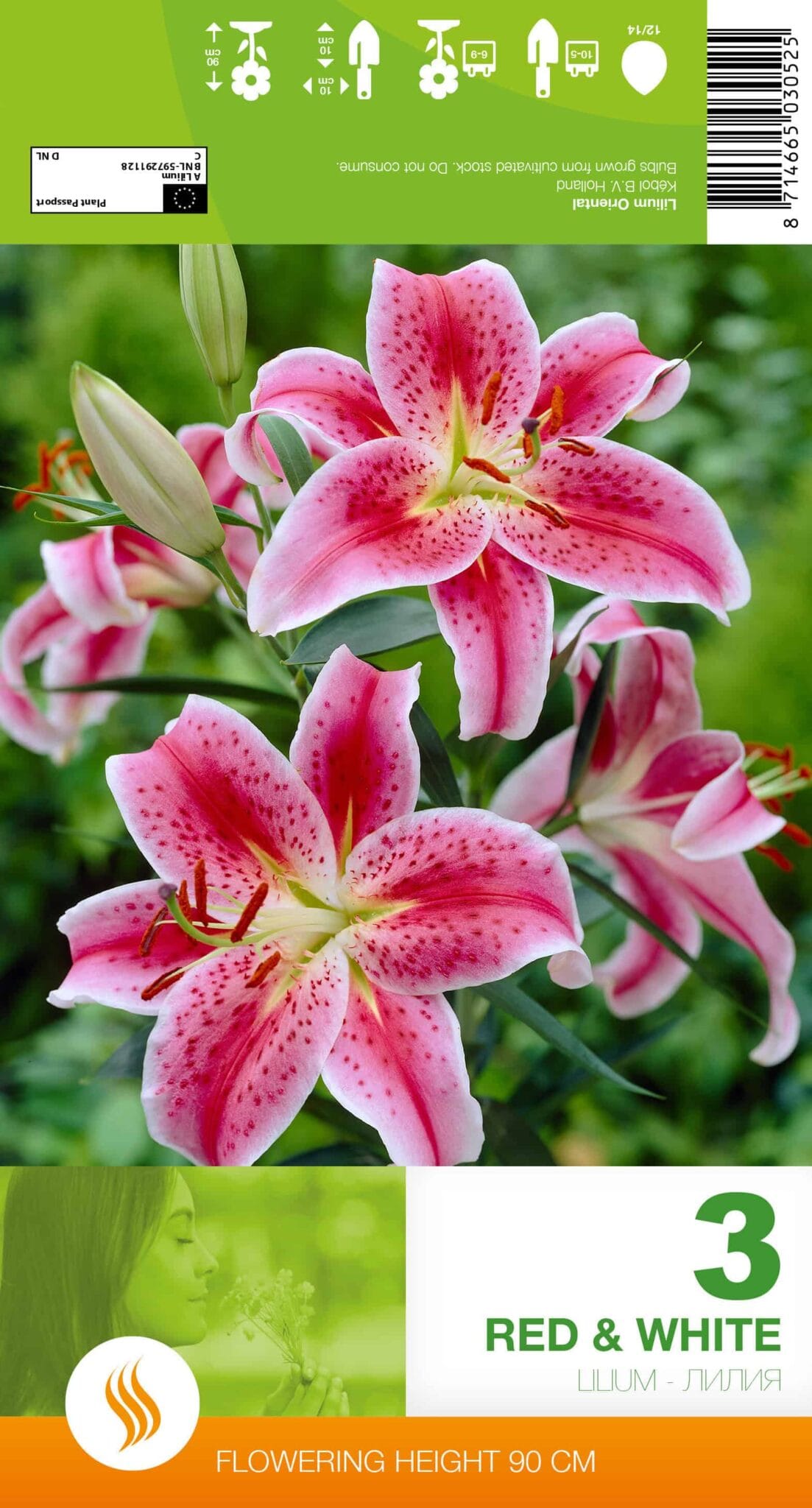 Lilium Red & White