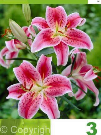 Lilium Red & White