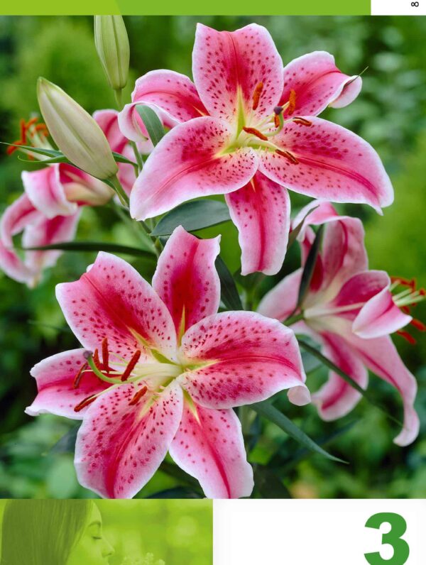 Lilium Red & White