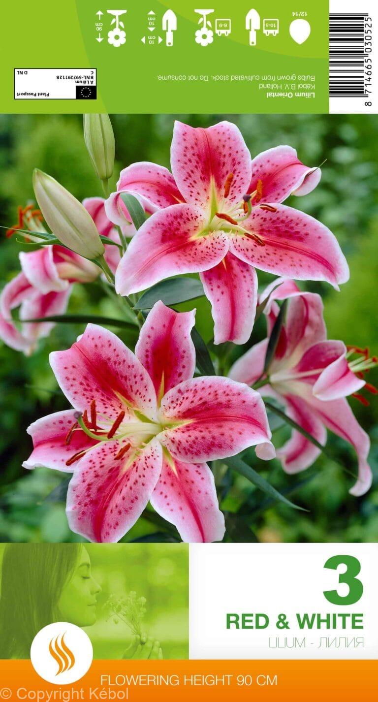 Lilium Red & White