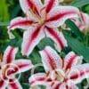 Lilium White & Red
