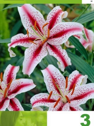 Lilium White & Red