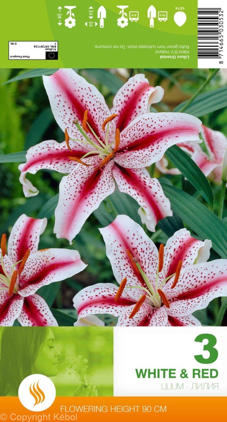 Lilium White & Red