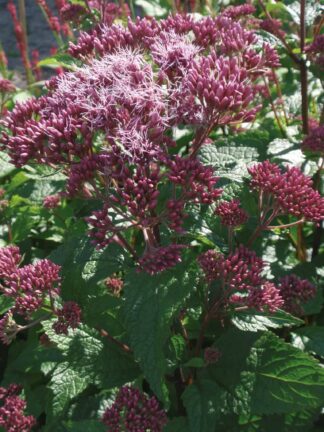 Eupatorium Red Dwarf