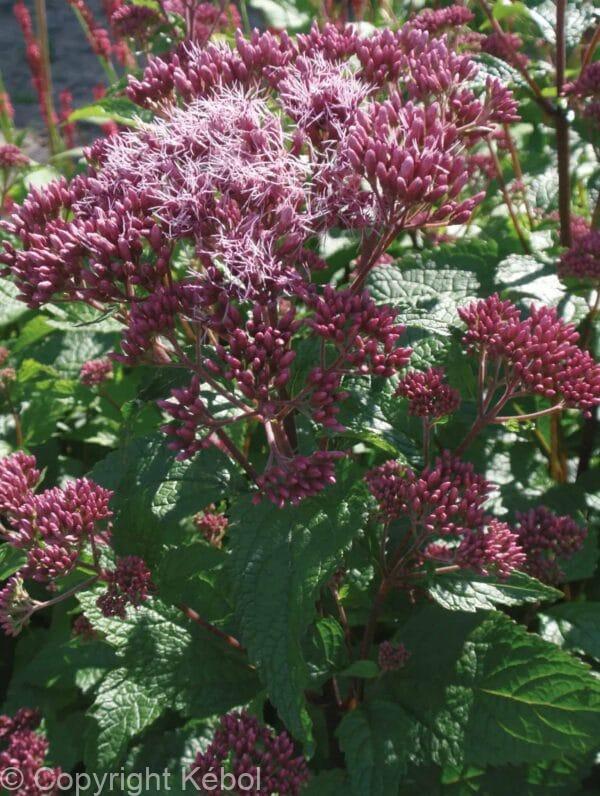 Eupatorium Red Dwarf