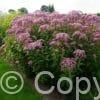 Eupatorium Atropurpureum