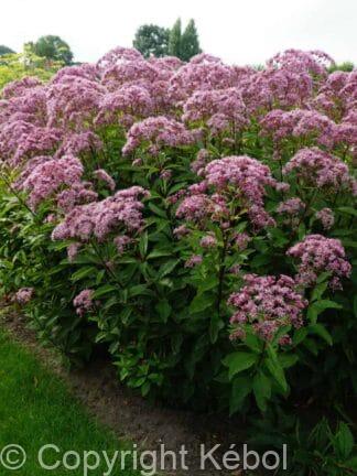 Eupatorium Atropurpureum - case