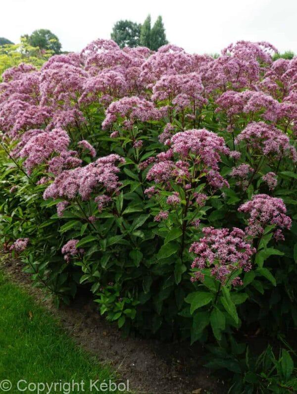 Eupatorium Atropurpureum