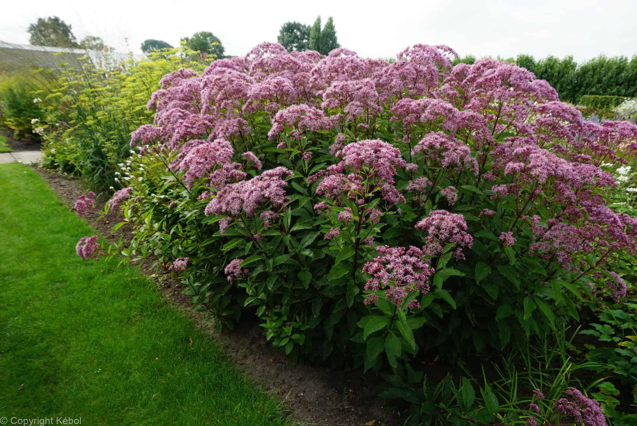 Eupatorium Atropurpureum
