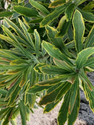 Euphorbia Ascot Rainbow