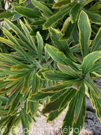 Euphorbia Ascot Rainbow - bag