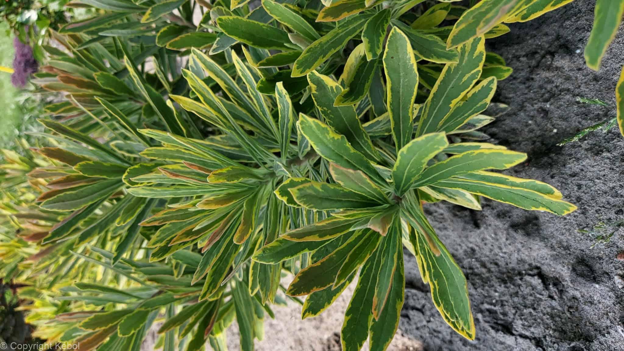 Euphorbia Ascot Rainbow
