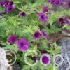 Geranium Ann Folkard