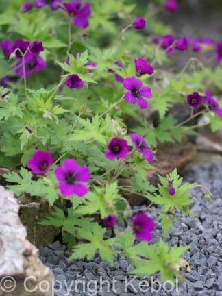 Geranium Ann Folkard - bag